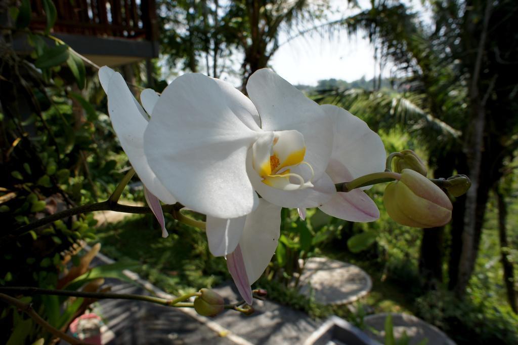 Prashanti Bali Ubud Exteriér fotografie